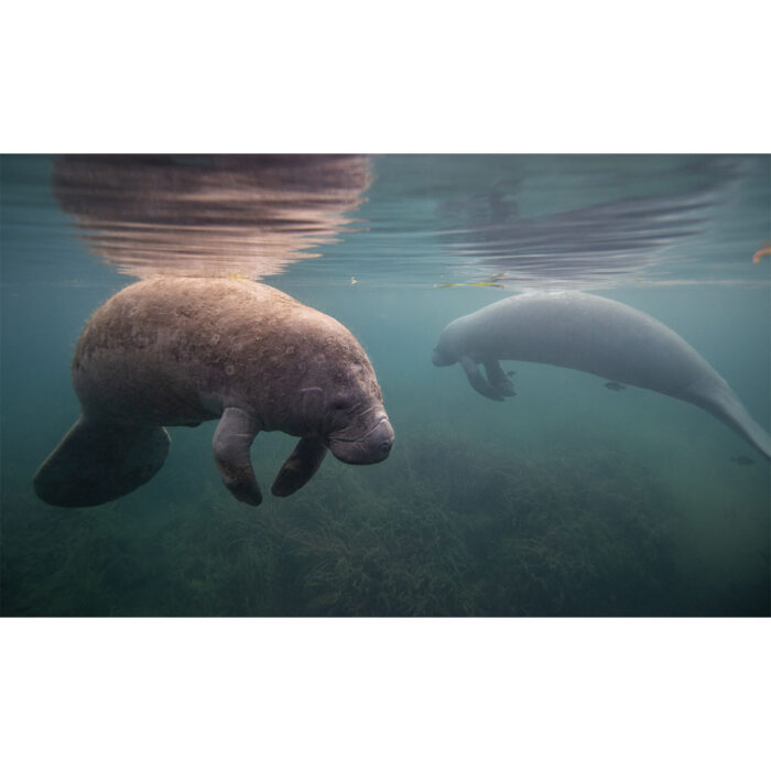 Manatee Surface Floating will make a perfect background for any fresh or salt water tank or aquarium as well as dry terrariums.