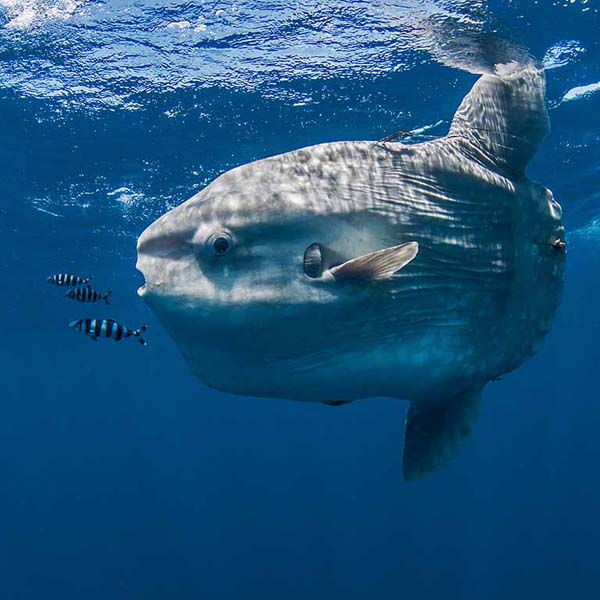 Massive Mola Mola will make a perfect background for any fresh or salt water tank or aquarium as well as dry terrariums.