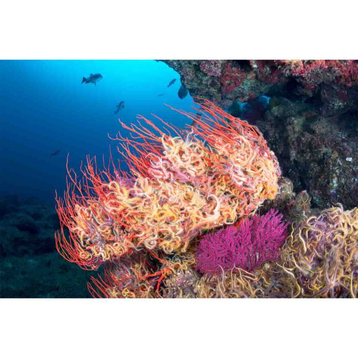 Reef Sea Fan will make a perfect background for any fresh or salt water tank or aquarium as well as dry terrariums.