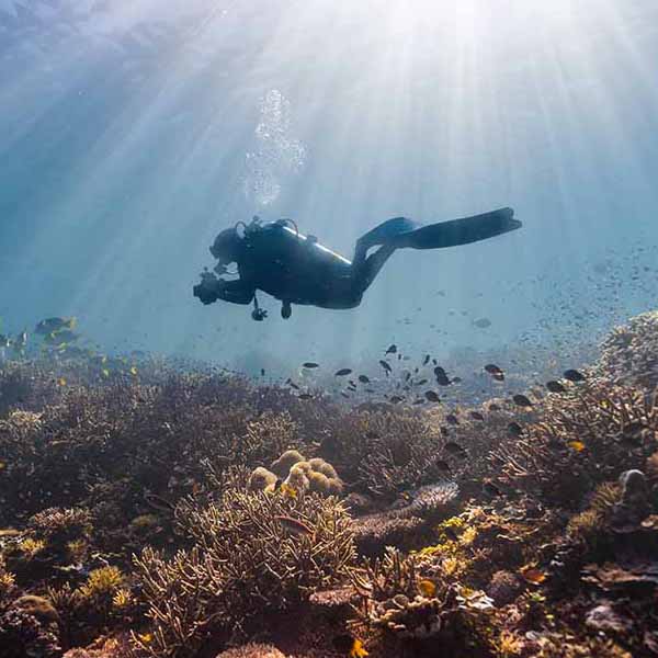 Mesmerizing Scuba Coral will make a perfect background for any fresh or salt water tank or aquarium as well as dry terrariums.