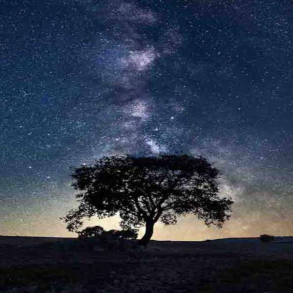 Milky Way Tree will make a perfect background for any fresh or salt water tank or aquarium as well as dry terrariums.