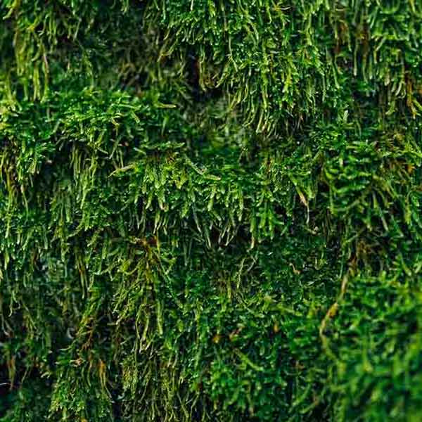 Moss All Over will make a perfect background for any fresh or salt water tank or aquarium as well as dry terrariums.