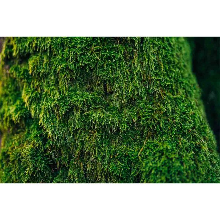 Moss All Over will make a perfect background for any fresh or salt water tank or aquarium as well as dry terrariums.