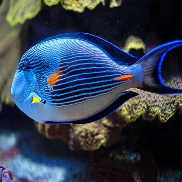 Multi Blue Fish will make a perfect background for any fresh or salt water tank or aquarium as well as dry terrariums.