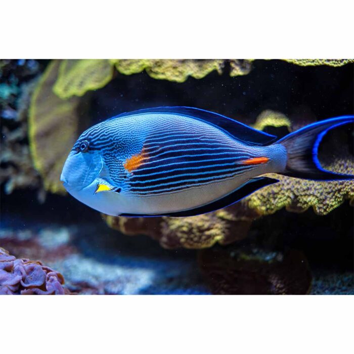 Multi Blue Fish will make a perfect background for any fresh or salt water tank or aquarium as well as dry terrariums.