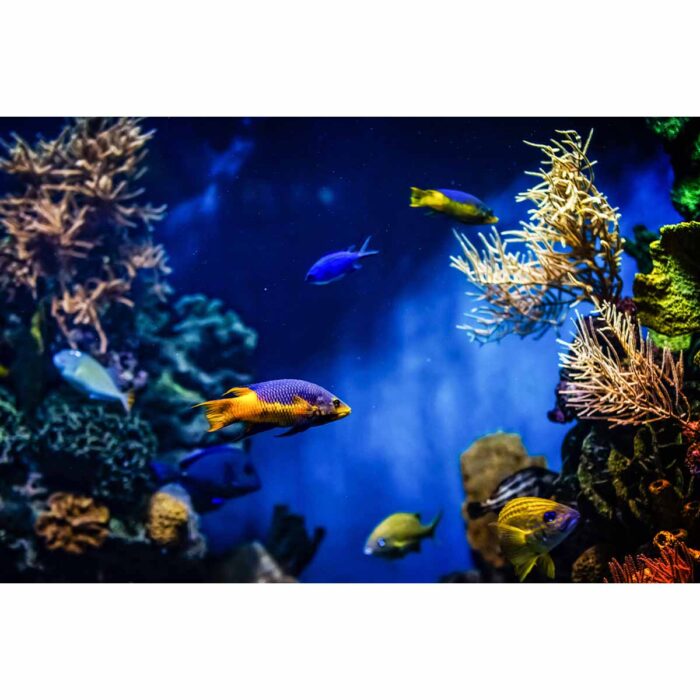 Multicolored Vibrant Fish will make a perfect background for any fresh or salt water tank or aquarium as well as dry terrariums.