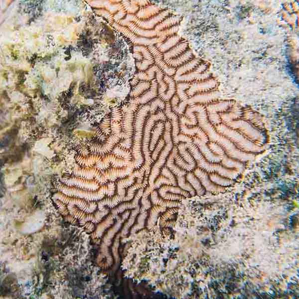 Muri Lagoon Coral will make a perfect background for any fresh or salt water tank or aquarium as well as dry terrariums.