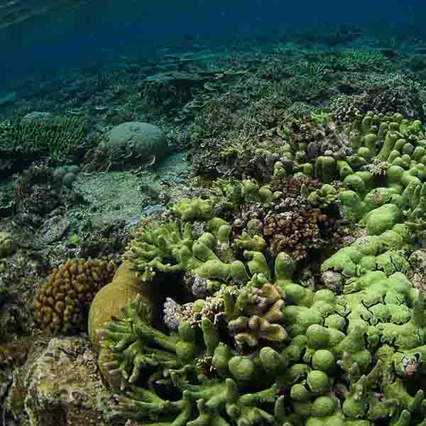 Murky Sea Coral will make a perfect background for any fresh or salt water tank or aquarium as well as dry terrariums.