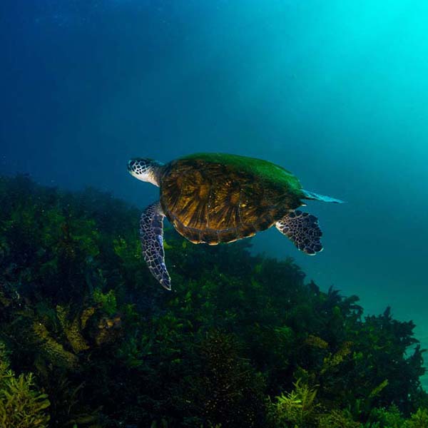 Murky Sea Turtle will make a perfect background for any fresh or salt water tank or aquarium as well as dry terrariums.