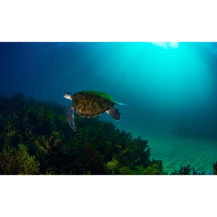 Murky Sea Turtle will make a perfect background for any fresh or salt water tank or aquarium as well as dry terrariums.