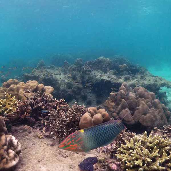 Murky Seascape Coral will make a perfect background for any fresh or salt water tank or aquarium as well as dry terrariums.