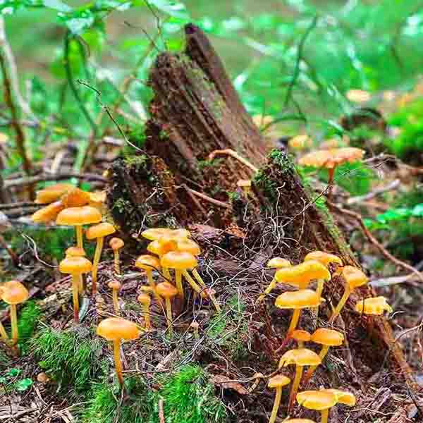 Mushroom Moss Stump will make a perfect background for any fresh or salt water tank or aquarium as well as dry terrariums.