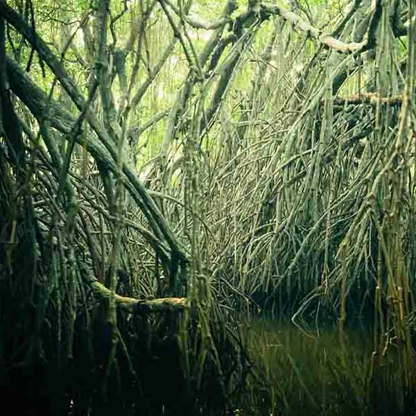 Mysterious Mangrove Forest will make a perfect background for any fresh or salt water tank or aquarium as well as dry terrariums.