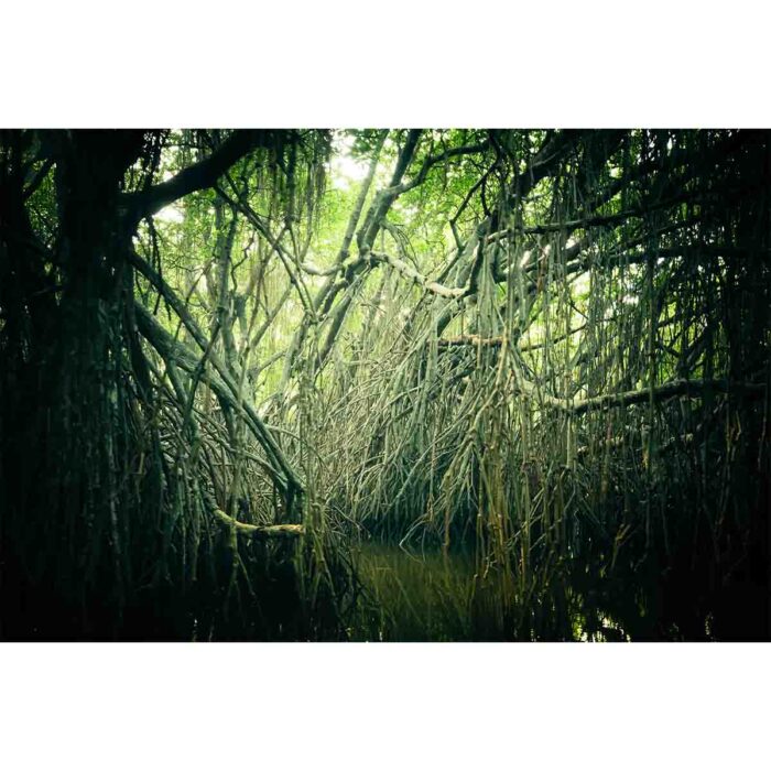 Mysterious Mangrove Forest will make a perfect background for any fresh or salt water tank or aquarium as well as dry terrariums.