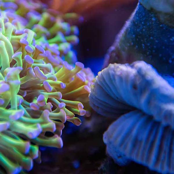 Neon Coral Closeup will make a perfect background for any fresh or salt water tank or aquarium as well as dry terrariums.