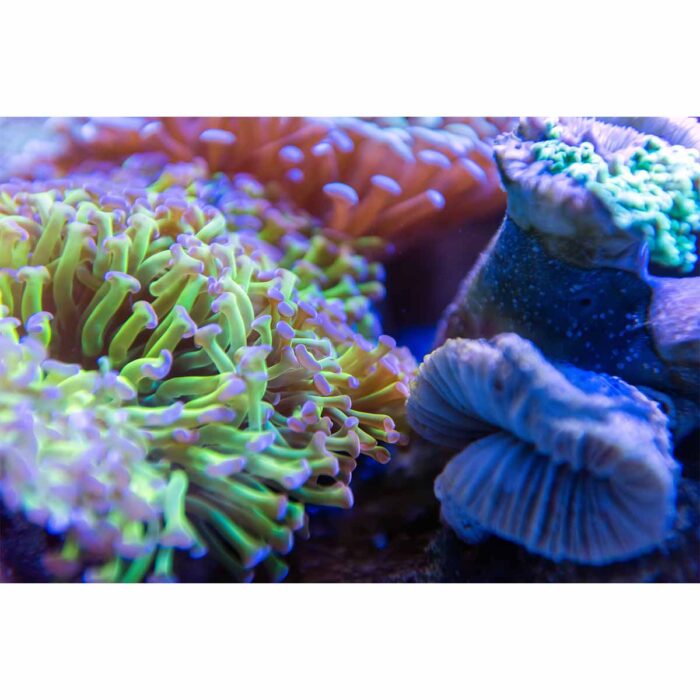 Neon Coral Closeup will make a perfect background for any fresh or salt water tank or aquarium as well as dry terrariums.