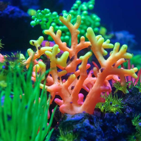 Neon Coral Life will make a perfect background for any fresh or salt water tank or aquarium as well as dry terrariums.