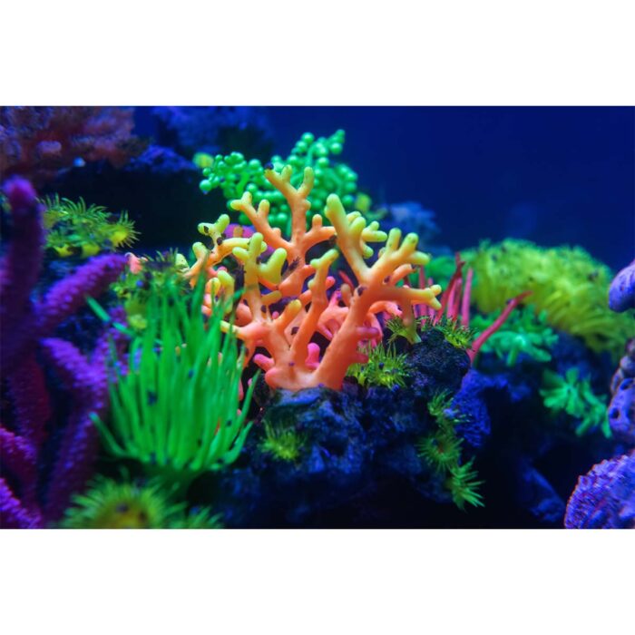 Neon Coral Life will make a perfect background for any fresh or salt water tank or aquarium as well as dry terrariums.