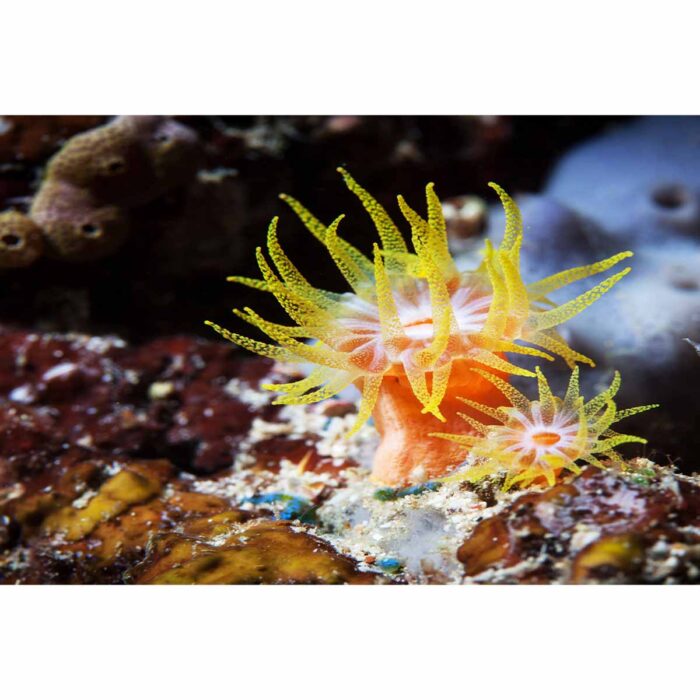 Neon Coral Seascape will make a perfect background for any fresh or salt water tank or aquarium as well as dry terrariums.