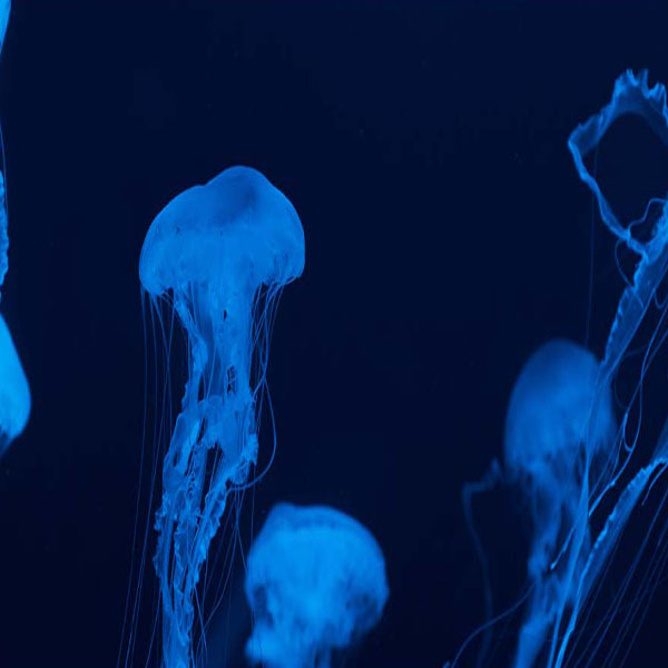 Neon Jellyfish Tentacles will make a perfect background for any fresh or salt water tank or aquarium as well as dry terrariums.