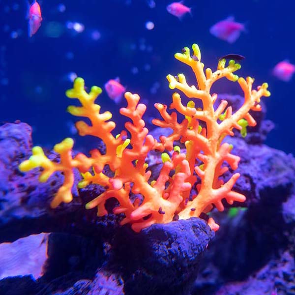 Neon Orange Coral will make a perfect background for any fresh or salt water tank or aquarium as well as dry terrariums.