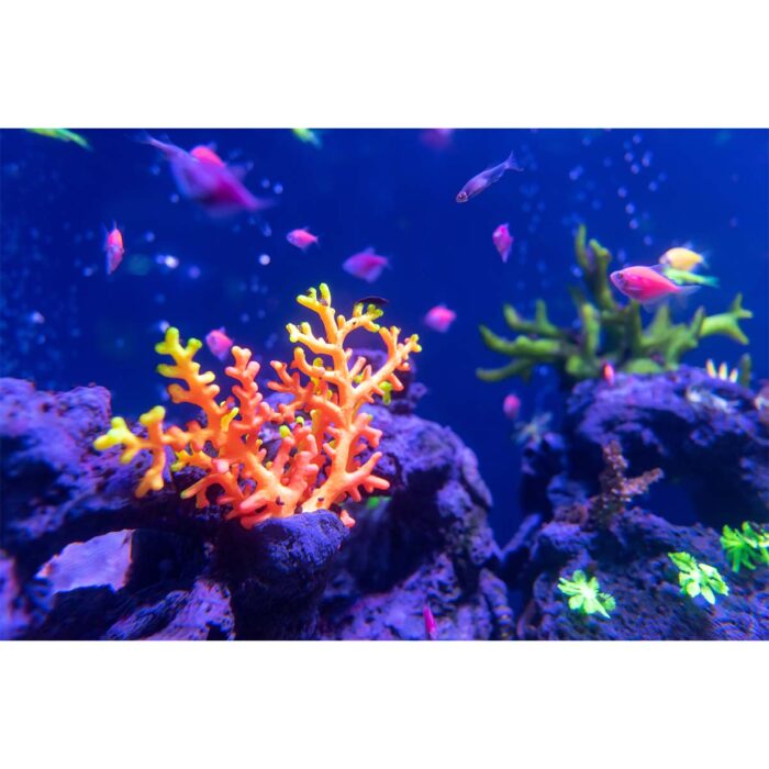 Neon Orange Coral will make a perfect background for any fresh or salt water tank or aquarium as well as dry terrariums.