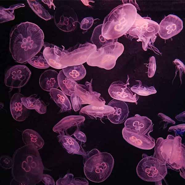 Neon Pink Jellyfish will make a perfect background for any fresh or salt water tank or aquarium as well as dry terrariums.