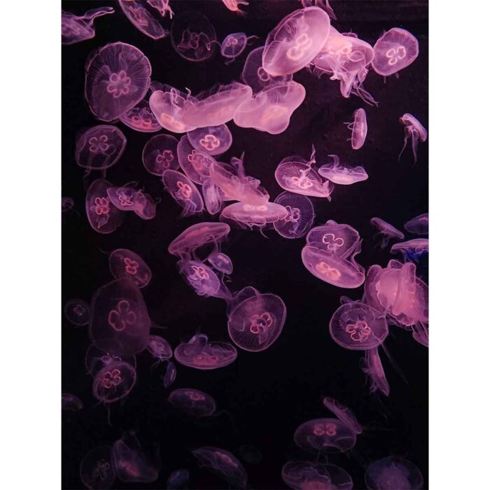 Neon Pink Jellyfish will make a perfect background for any fresh or salt water tank or aquarium as well as dry terrariums.