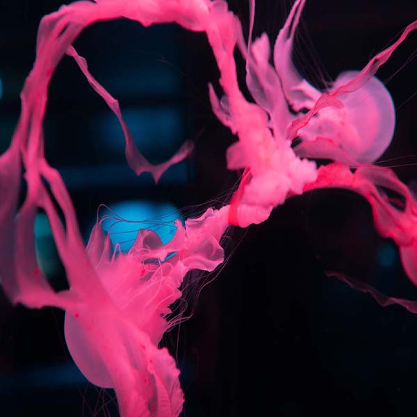 Neon Pink Tentacles will make a perfect background for any fresh or salt water tank or aquarium as well as dry terrariums.