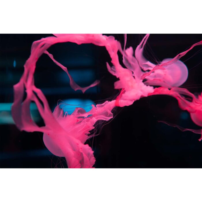 Neon Pink Tentacles will make a perfect background for any fresh or salt water tank or aquarium as well as dry terrariums.