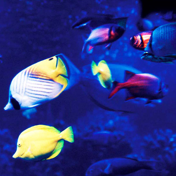 Neon Tropical Fish will make a perfect background for any fresh or salt water tank or aquarium as well as dry terrariums.