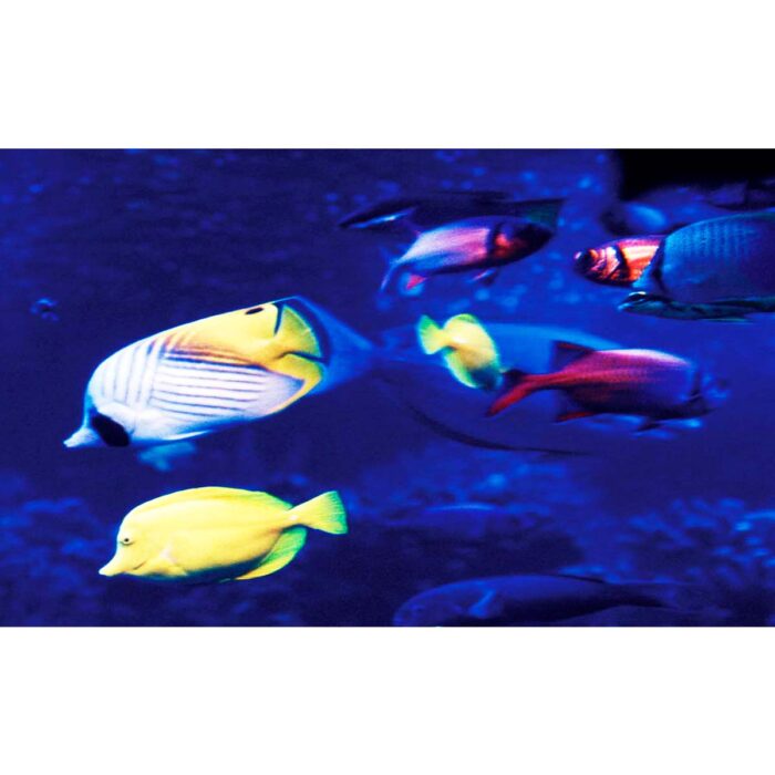 Neon Tropical Fish will make a perfect background for any fresh or salt water tank or aquarium as well as dry terrariums.