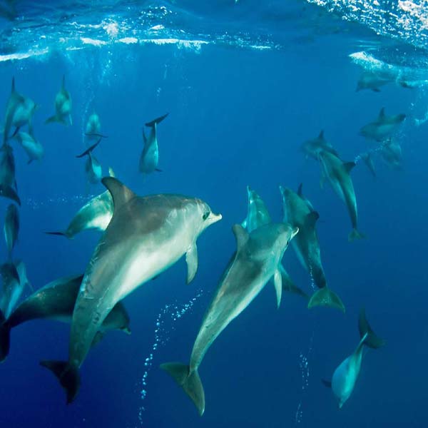 Ocean Dolphin Frenzy will make a perfect background for any fresh or salt water tank or aquarium as well as dry terrariums.