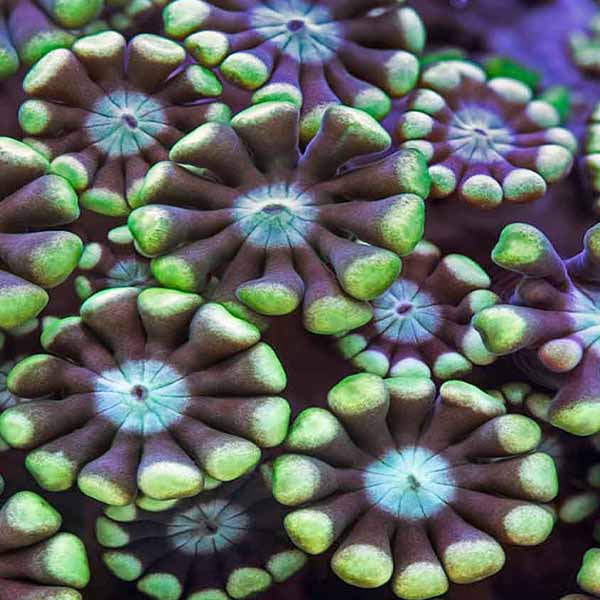 Ocean Plant Life will make a perfect background for any fresh or salt water tank or aquarium as well as dry terrariums.