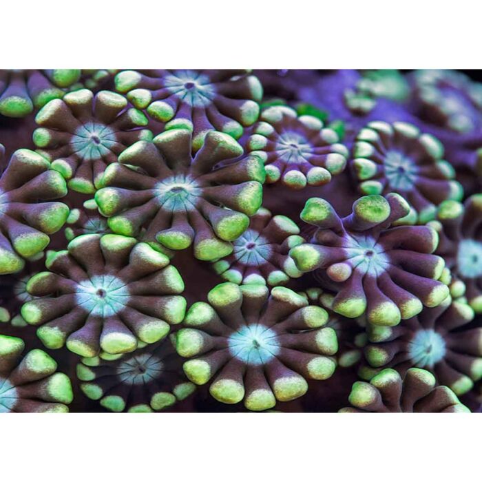 Ocean Plant Life will make a perfect background for any fresh or salt water tank or aquarium as well as dry terrariums.