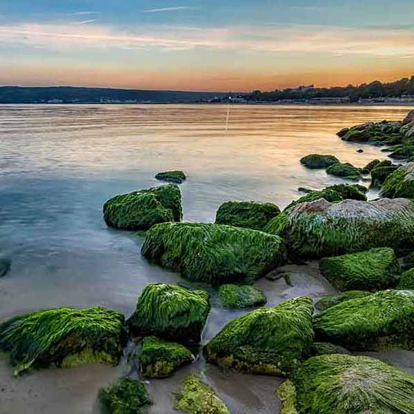 Ocean Rock Moss will make a perfect background for any fresh or salt water tank or aquarium as well as dry terrariums.