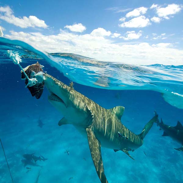 Ocean Shark Eating will make a perfect background for any fresh or salt water tank or aquarium as well as dry terrariums.