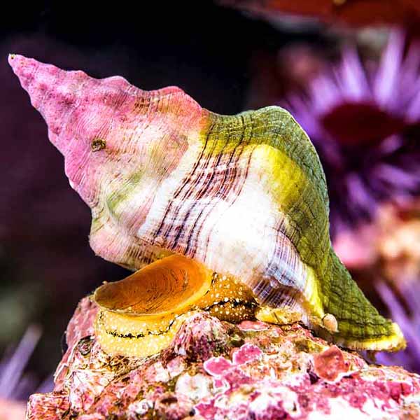 Ocean Snail Whelk will make a perfect background for any fresh or salt water tank or aquarium as well as dry terrariums.