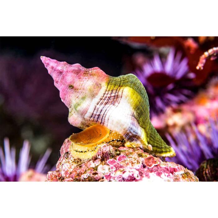 Ocean Snail Whelk will make a perfect background for any fresh or salt water tank or aquarium as well as dry terrariums.