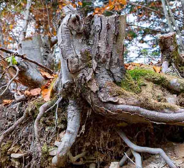 Old Tree Stump will make a perfect background for any fresh or salt water tank or aquarium as well as dry terrariums.