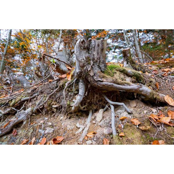 Old Tree Stump will make a perfect background for any fresh or salt water tank or aquarium as well as dry terrariums.