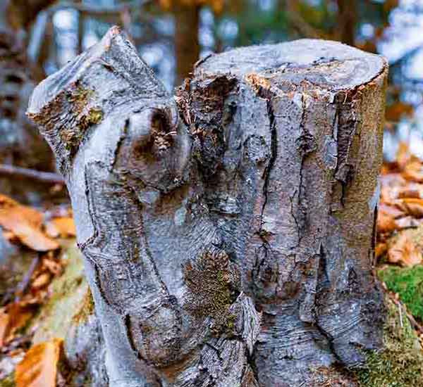 Old Tree Stump II will make a perfect background for any fresh or salt water tank or aquarium as well as dry terrariums.