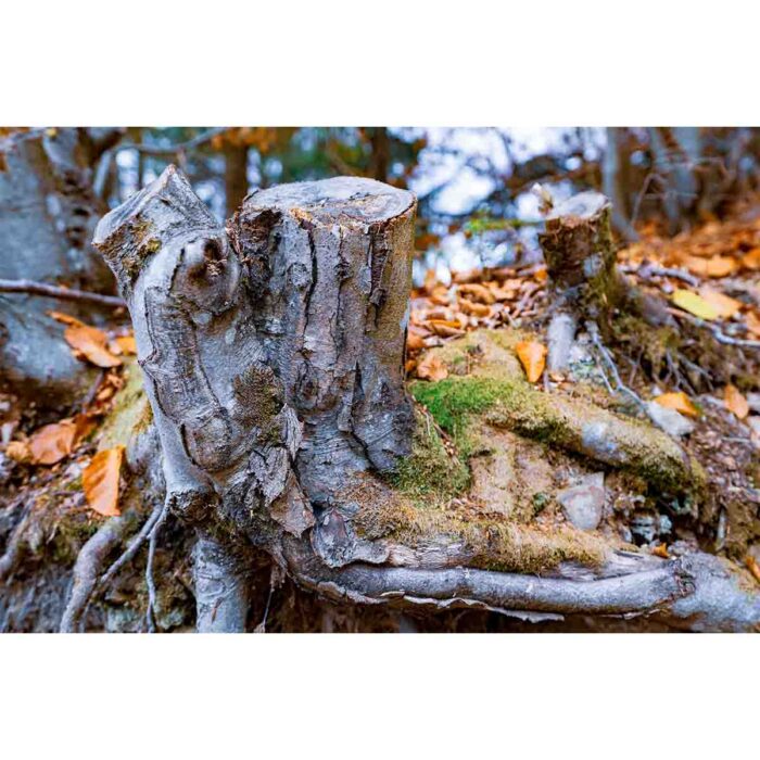 Old Tree Stump II will make a perfect background for any fresh or salt water tank or aquarium as well as dry terrariums.