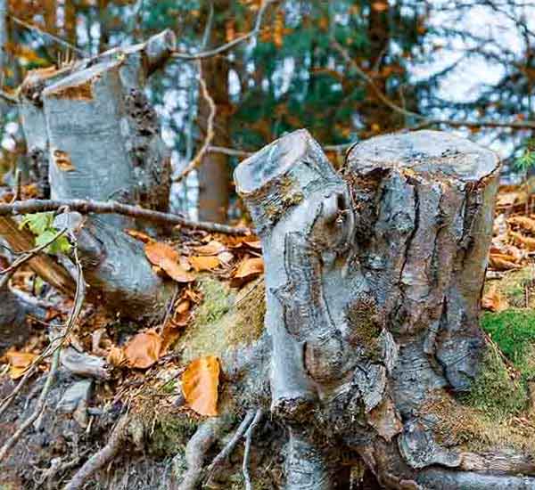 Old Tree Stump III will make a perfect background for any fresh or salt water tank or aquarium as well as dry terrariums.