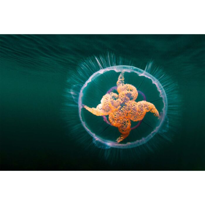 Orange Centered Jellyfish will make a perfect background for any fresh or salt water tank or aquarium as well as dry terrariums.