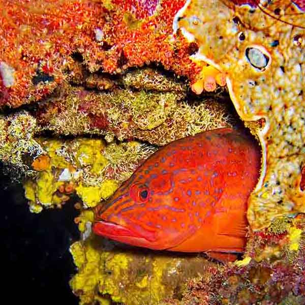 Orange Fish Coral will make a perfect background for any fresh or salt water tank or aquarium as well as dry terrariums.