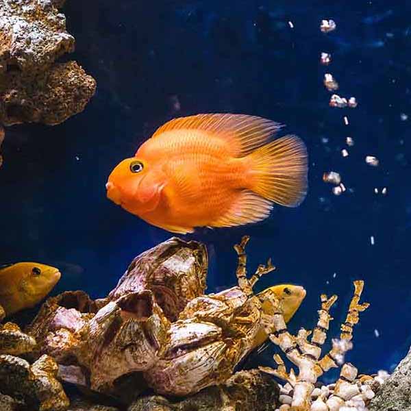 Orange Goldfish Closeup will make a perfect background for any fresh or salt water tank or aquarium as well as dry terrariums.