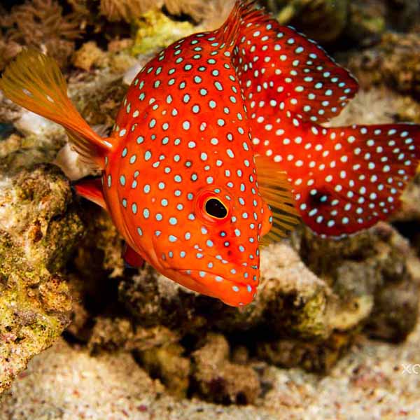 Orange Polkadot Fish will make a perfect background for any fresh or salt water tank or aquarium as well as dry terrariums.