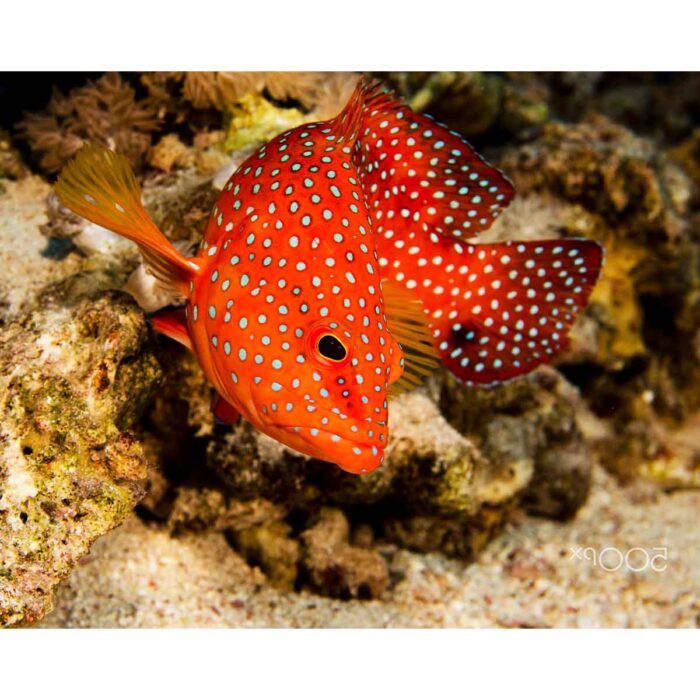 Orange Polkadot Fish will make a perfect background for any fresh or salt water tank or aquarium as well as dry terrariums.