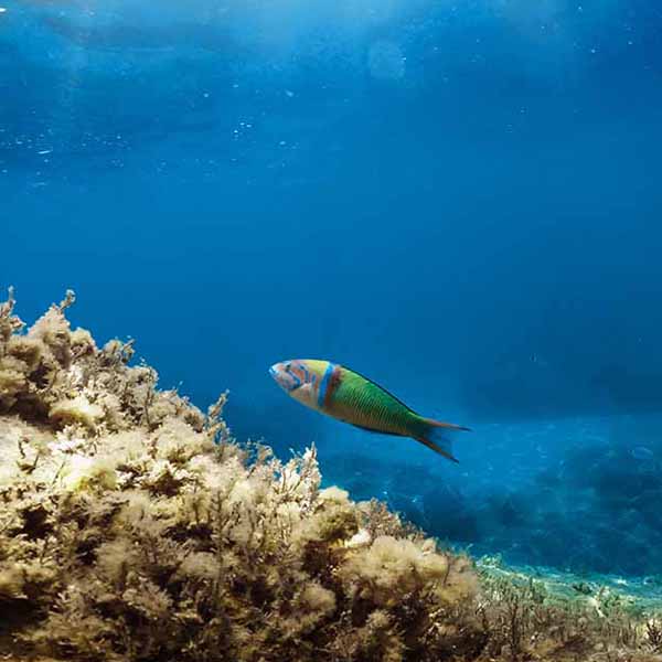 Parrotfish Above Reef will make a perfect background for any fresh or salt water tank or aquarium as well as dry terrariums.